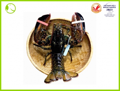 Canadian Live Lobster 1-3Kg