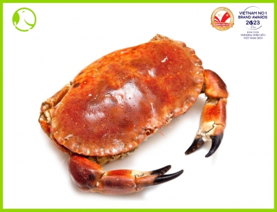 Frozen Brown Crab - Large Size