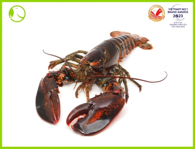 Canadian Live Lobster Size 500Gr -700Gram