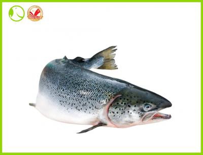 Norwegian Salmon Size 6-7