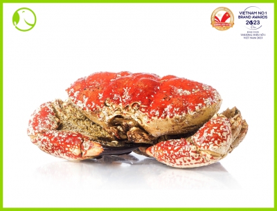 Live Tasmania Crab